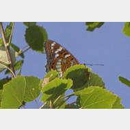 Limenitidinae Limenitidini Limenitis populi