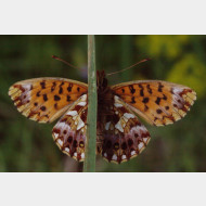 Heliconiinae Boloria dia