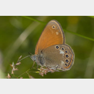 Coenonymphini Coenonympha glycerion