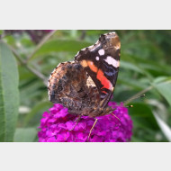 Nymphalini-Vanessa atalanta us