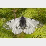 Parnassiinae Parnassius mnemosyne