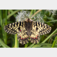 Papilionidae Zerynthia polyxena