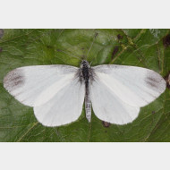 Dismorphiinae Leptidea juvernica os