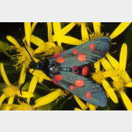 Zygaeninae Zygaena ephialtes
