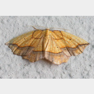 IMG 0315 1a