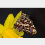 Araschnia levana f. levana
