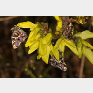 Araschnia levana f. levana