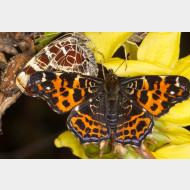 Araschnia levana f. levana