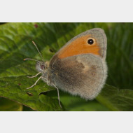 Coenonympha pamphilus 4559