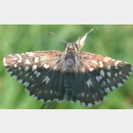 Pyrgus malvae