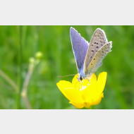 WP 20150505 14 22 02 Pro 1a Hauhechel Blaeuling