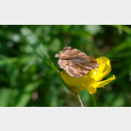 WP 20150508 15 00 54 Pro 1a braune tageule