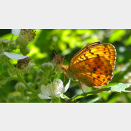 WP 20150624 14 45 05 Pro