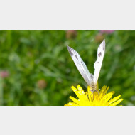WP 20150630 10 28 04 Pro