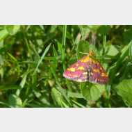 WP 20150630 16 12 06 Pro 1a Purpurrote Zuensler