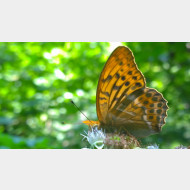WP 20150701 16 19 46 Pro 1 kaisermantel