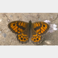 WP 20150704 09 00 15 Pro 1a mauerfuchs