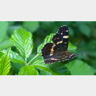WP 20150706 15 35 06 Pro 1 sommerlandkaertchen