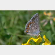 WP 20150707 12 28 22 Pro 1a blaeuling