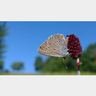 WP 20150711 09 46 25 Pro 1 Heller Wiesenknopf ameisen Blaeuling