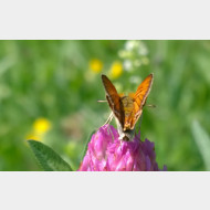 WP 20150712 11 41 01 Pro 1a
