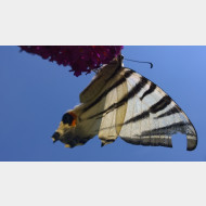 WP 20150720 14 40 23 Pro 1