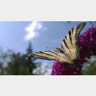 WP 20150720 14 40 43 Pro 1