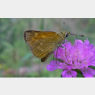 WP 20150721 16 39 59 Pro 1a