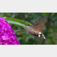 WP 20150725 14 18 08 Pro 1
