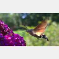 WP 20150731 11 54 44 Pro 1a