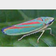 03 Graphocephala fennahi