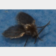 07 Psychodidae