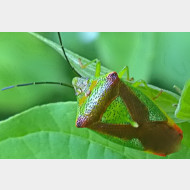 Acanthosoma haemorrhoidale