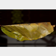 Ancylis mitterbacheriana Blatthuelle