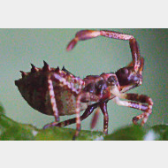 Coreus marginatus larve