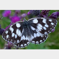 Melanargia galathea