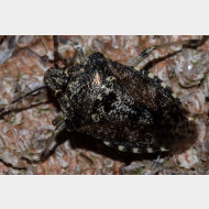 Rhaphigaster nebulosa