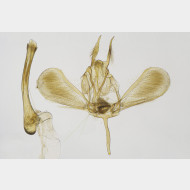 Ypsolopha coriacella m