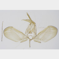 Zelleria hepariella m