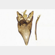 thumbs v43c147f941