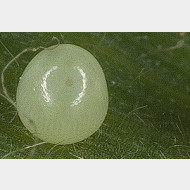 thumbs v510a157155