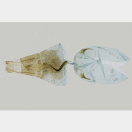 thumbs vb157b957d9