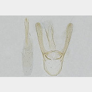 thumbs5809