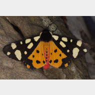 Arctiinae Arctiini Arctia villica