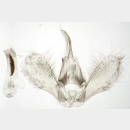 Dysstroma truncata m