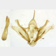 Trichopteryx polycommata m