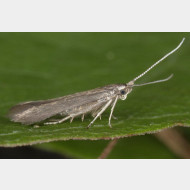 Coleophoridae Coleophora orbitella