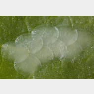 Pyraustinae-Anania hortulata Eier