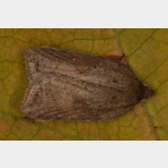 Tortricini Acleris schalleriana