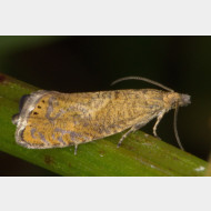 Grapholitini Dichrorampha alpestrana